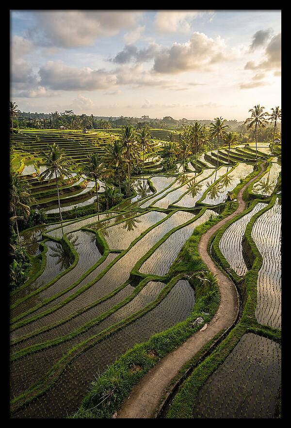 Breathtaking Rice Terraces In Bali