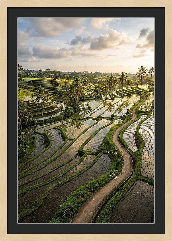 Breathtaking Rice Terraces In Bali