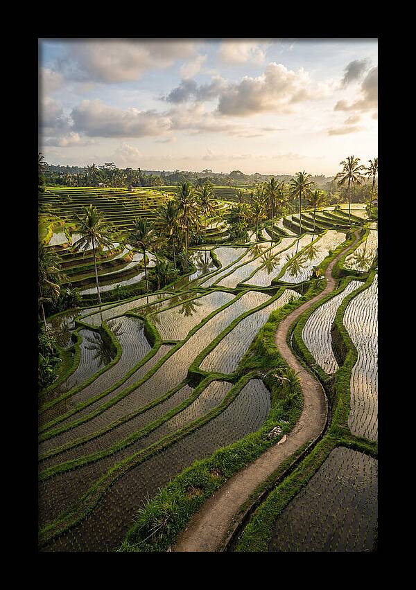 Breathtaking Rice Terraces In Bali