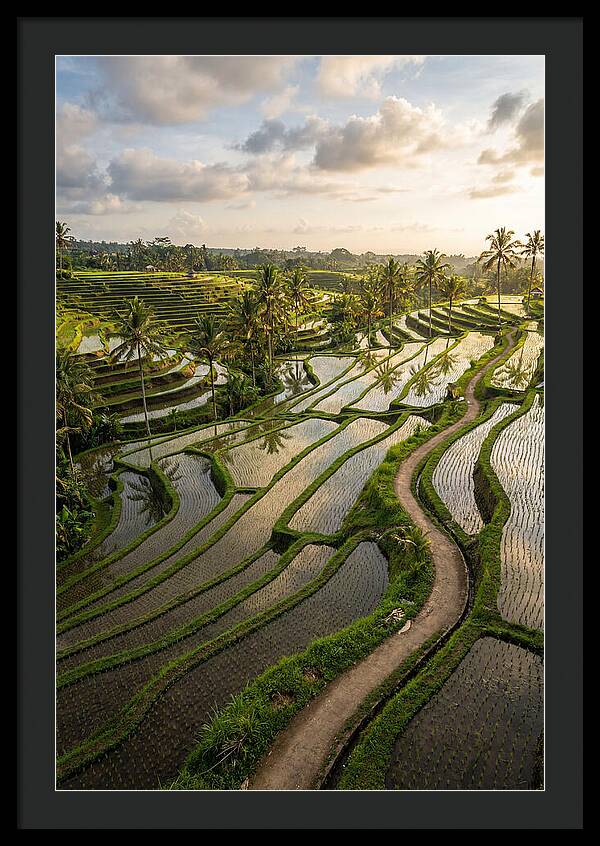 Breathtaking Rice Terraces In Bali