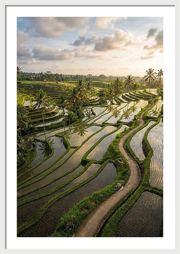 Breathtaking Rice Terraces In Bali