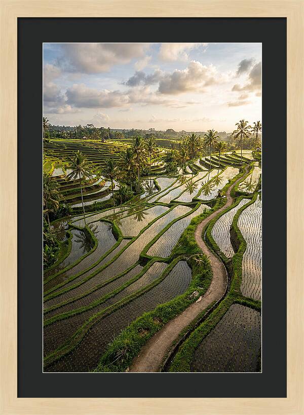 Breathtaking Rice Terraces In Bali