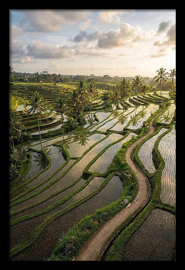 Breathtaking Rice Terraces In Bali