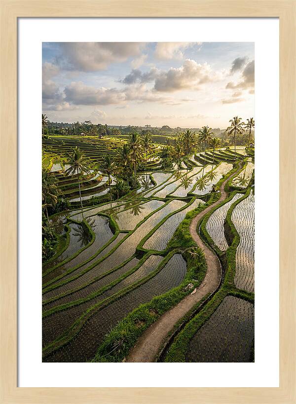 Breathtaking Rice Terraces In Bali