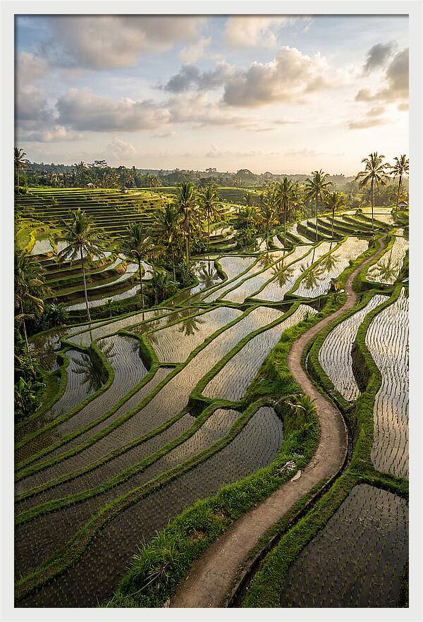 Breathtaking Rice Terraces In Bali