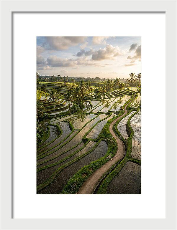 Breathtaking Rice Terraces In Bali