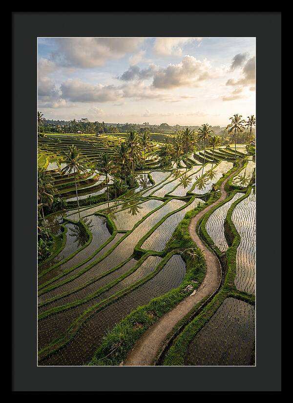 Breathtaking Rice Terraces In Bali
