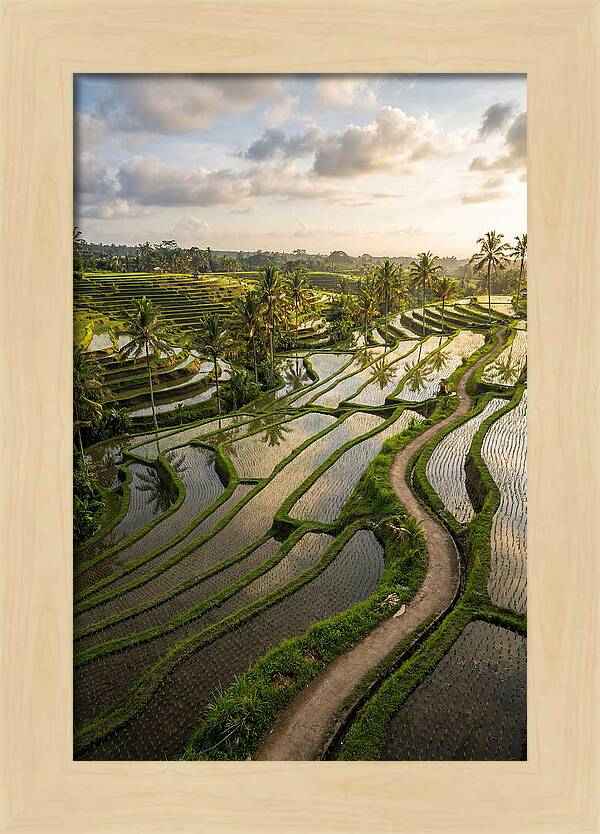 Breathtaking Rice Terraces In Bali