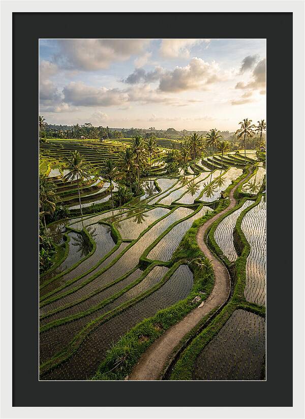 Breathtaking Rice Terraces In Bali