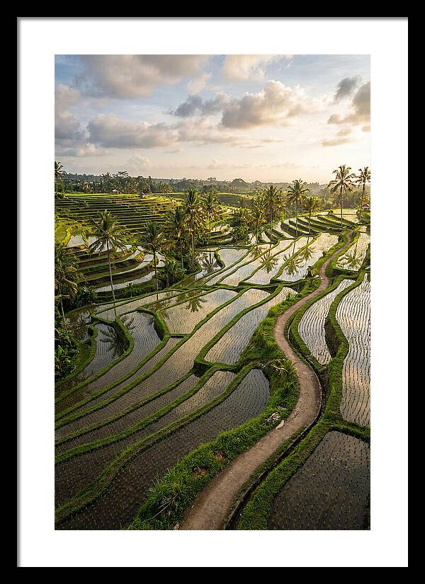Breathtaking Rice Terraces In Bali