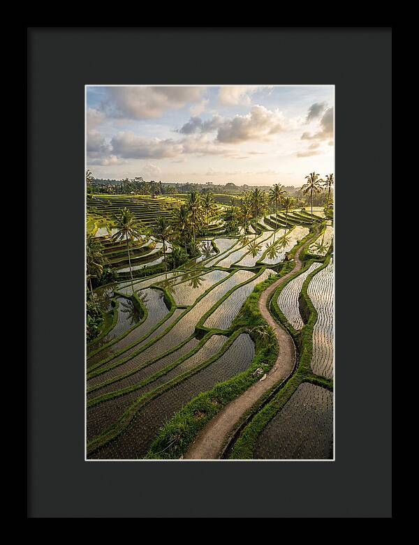 Breathtaking Rice Terraces In Bali