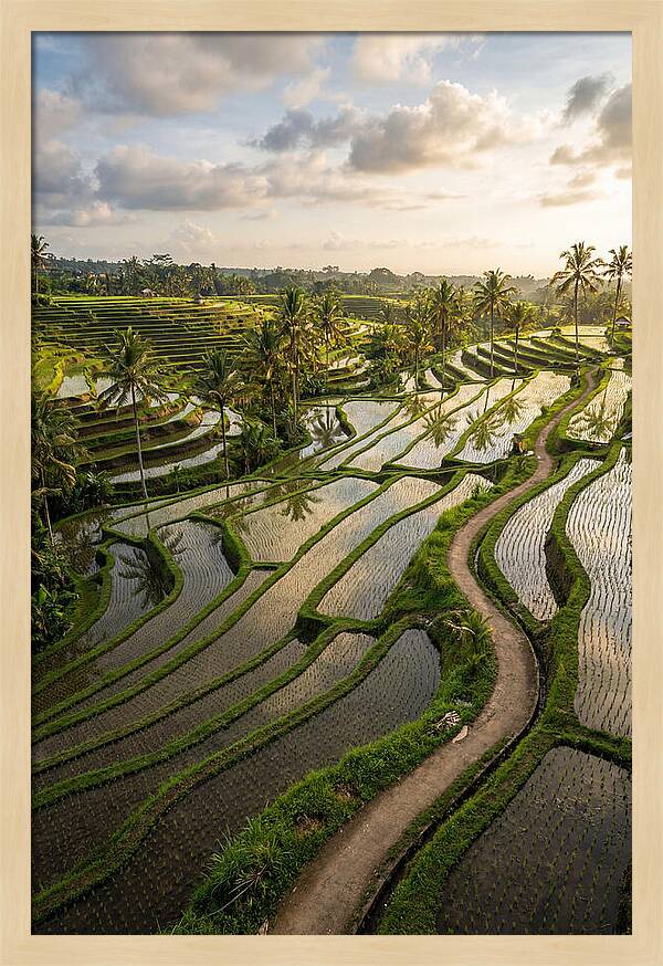 Breathtaking Rice Terraces In Bali