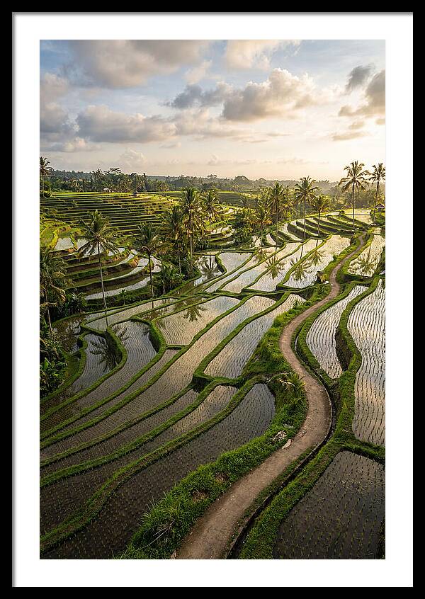 Breathtaking Rice Terraces In Bali