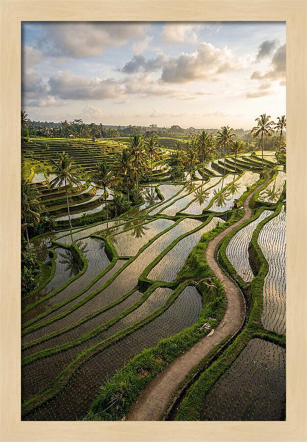 Breathtaking Rice Terraces In Bali