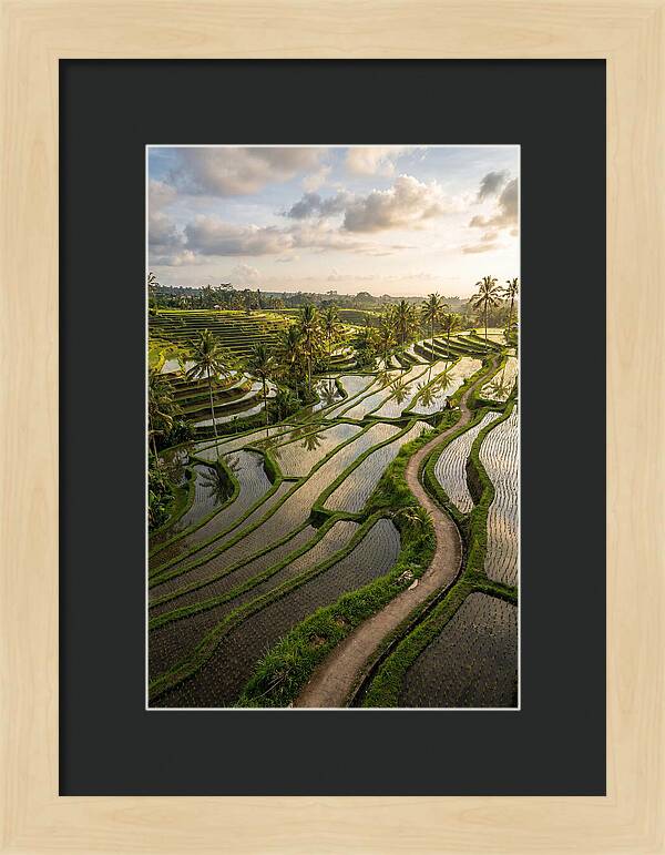 Breathtaking Rice Terraces In Bali
