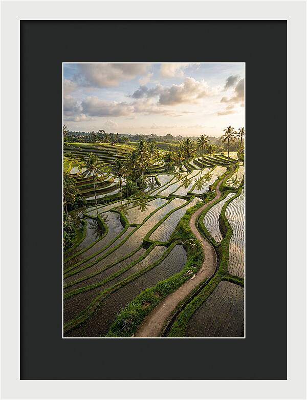 Breathtaking Rice Terraces In Bali