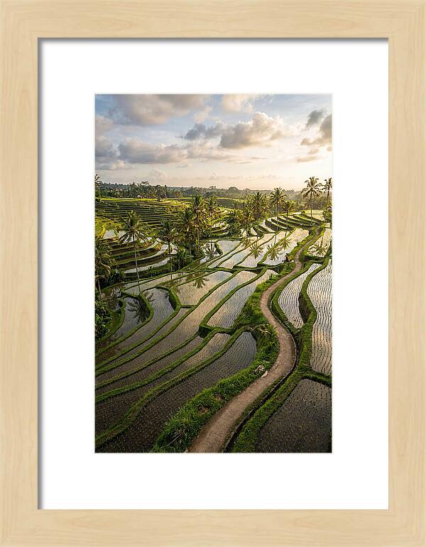Breathtaking Rice Terraces In Bali