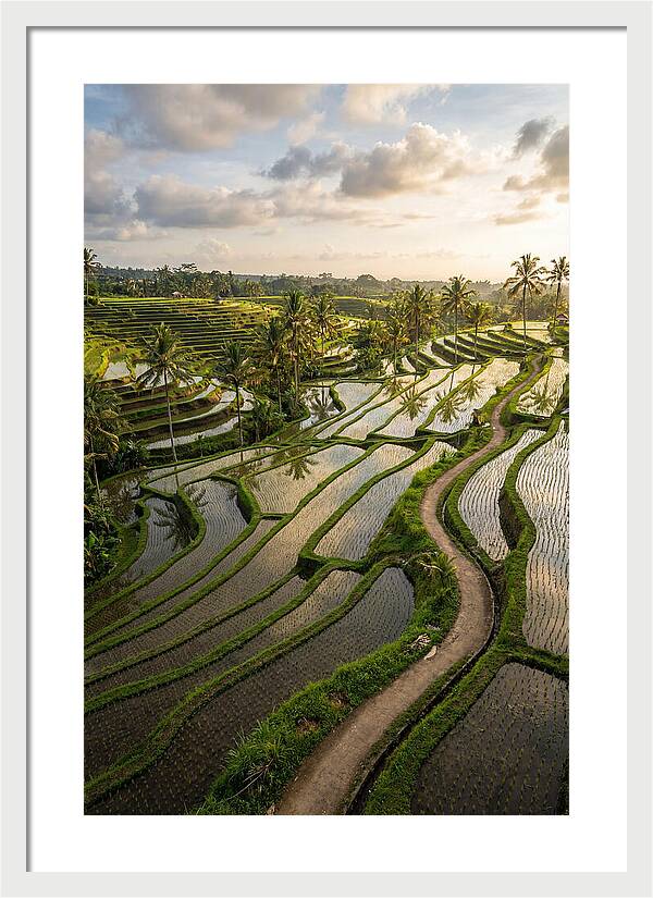 Breathtaking Rice Terraces In Bali