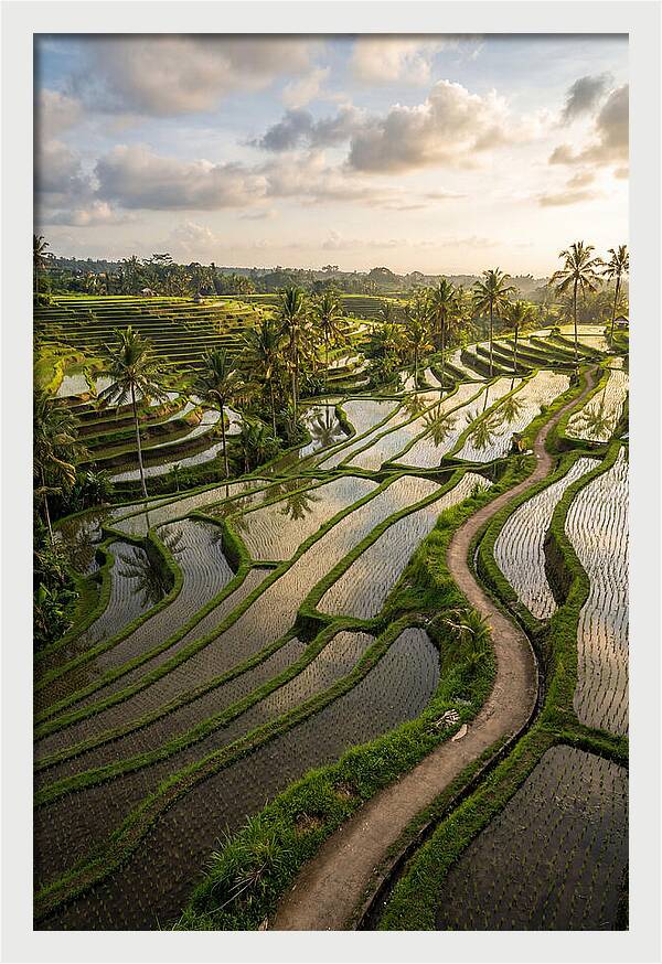 Breathtaking Rice Terraces In Bali