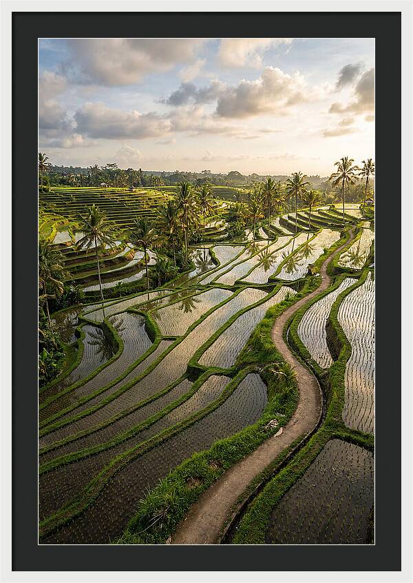 Breathtaking Rice Terraces In Bali