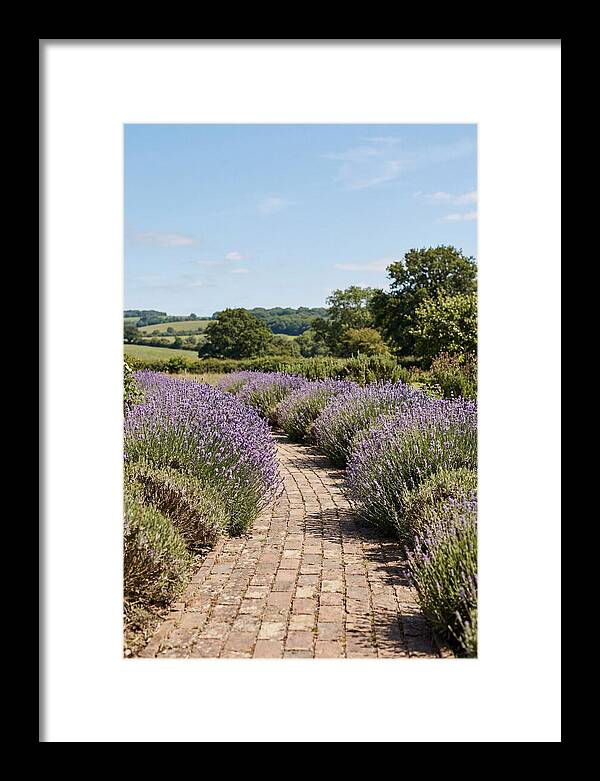 Brick Garden Path Lined With Lavender