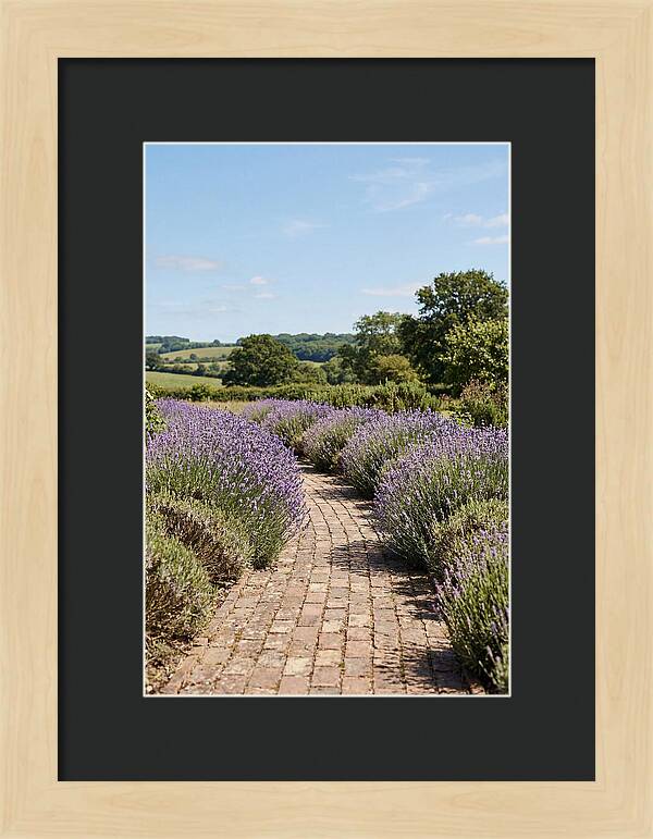 Brick Garden Path Lined With Lavender