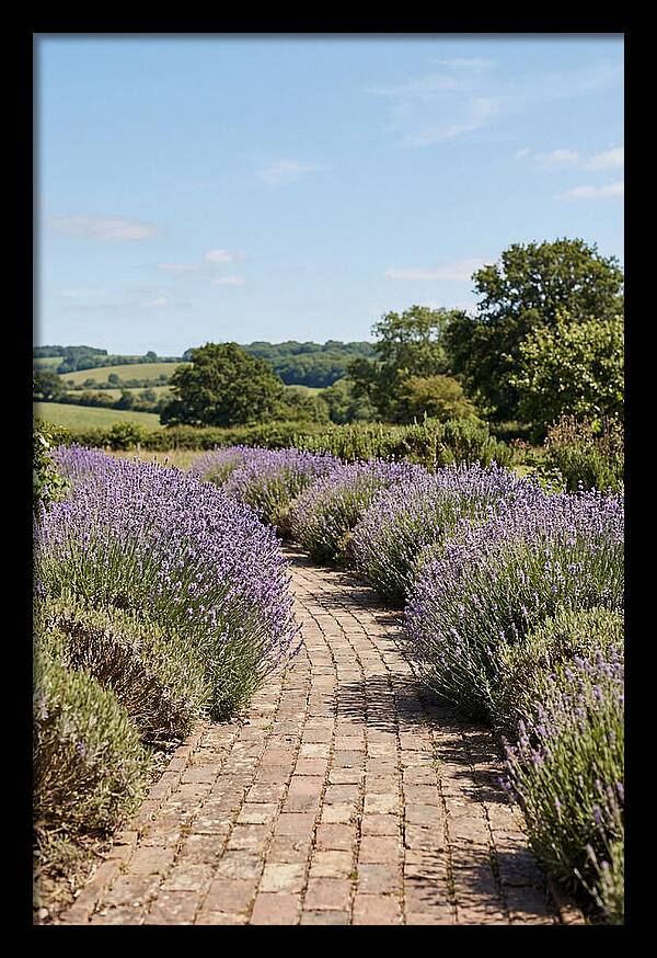Brick Garden Path Lined With Lavender