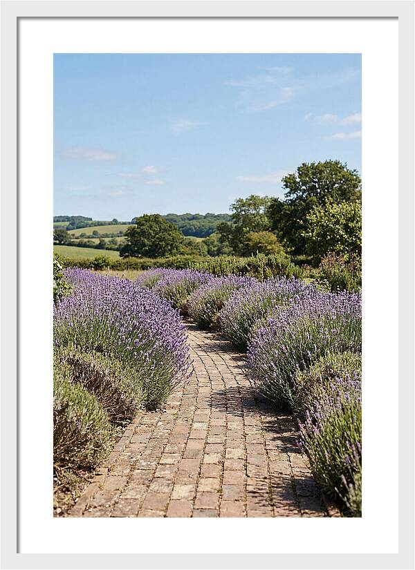 Brick Garden Path Lined With Lavender