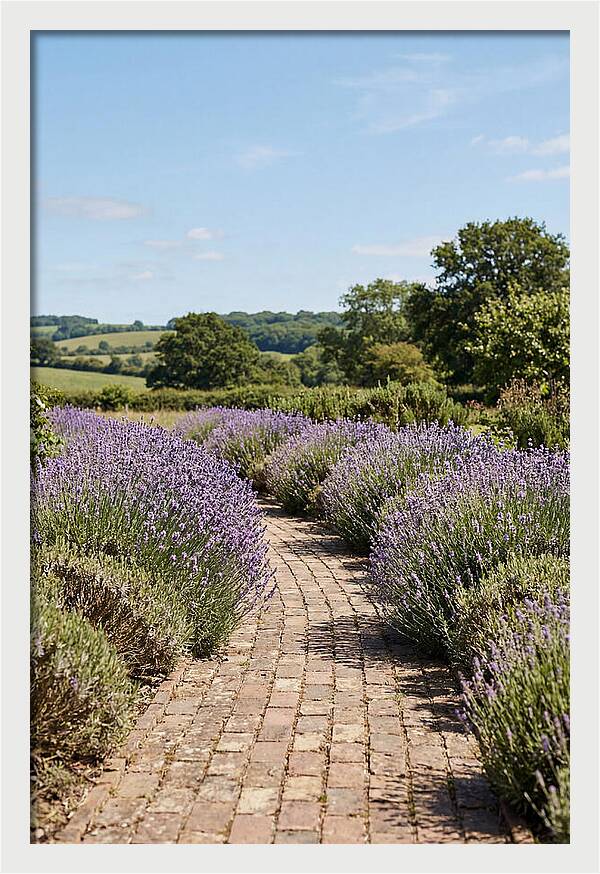 Brick Garden Path Lined With Lavender
