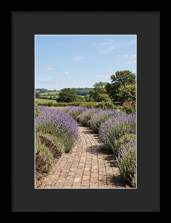 Brick Garden Path Lined With Lavender