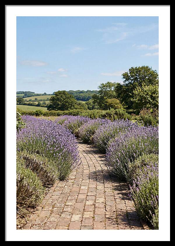 Brick Garden Path Lined With Lavender