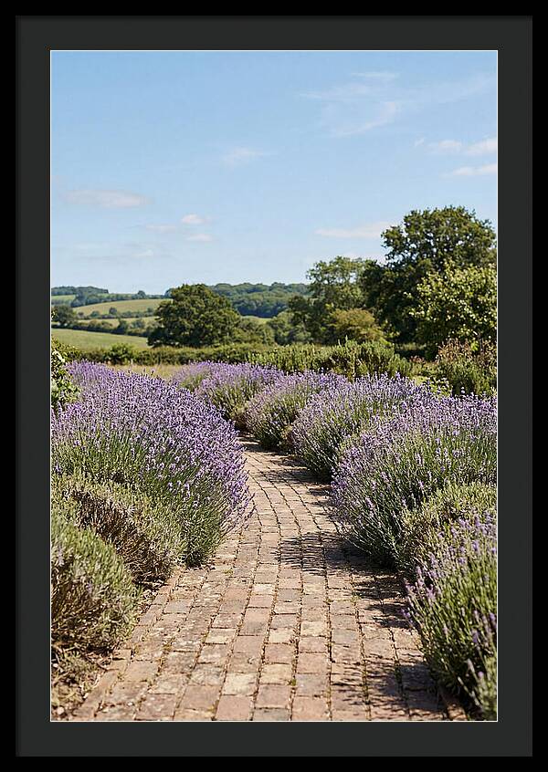 Brick Garden Path Lined With Lavender
