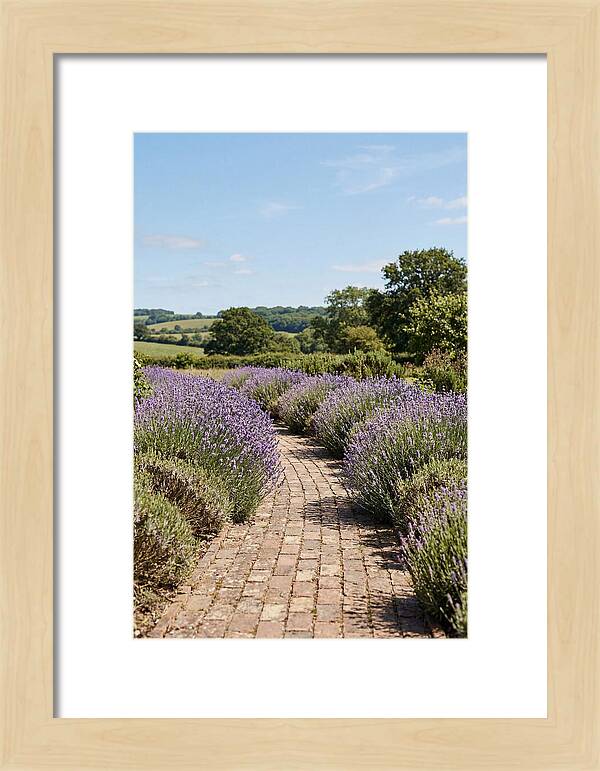 Brick Garden Path Lined With Lavender