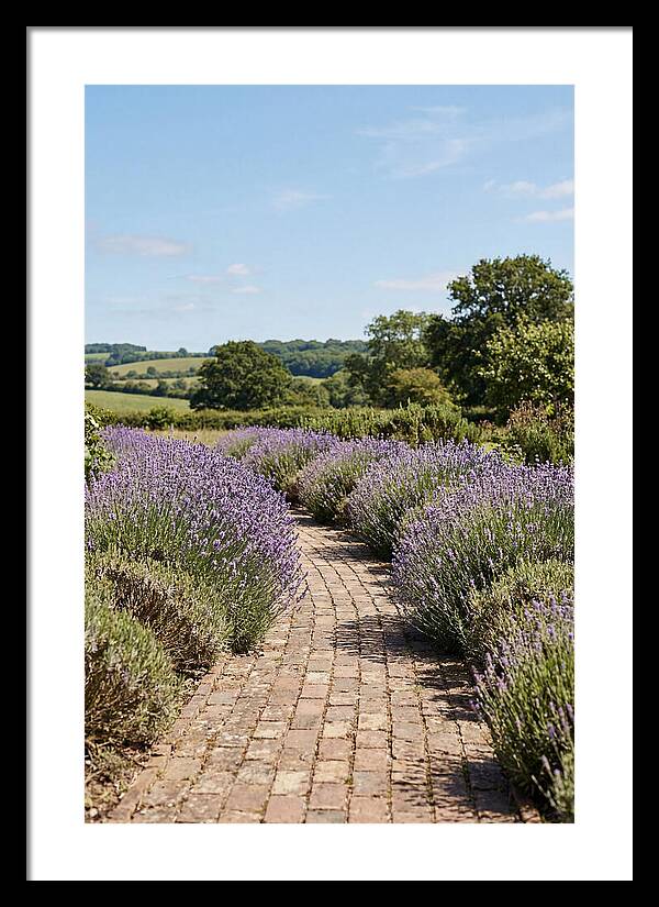 Brick Garden Path Lined With Lavender