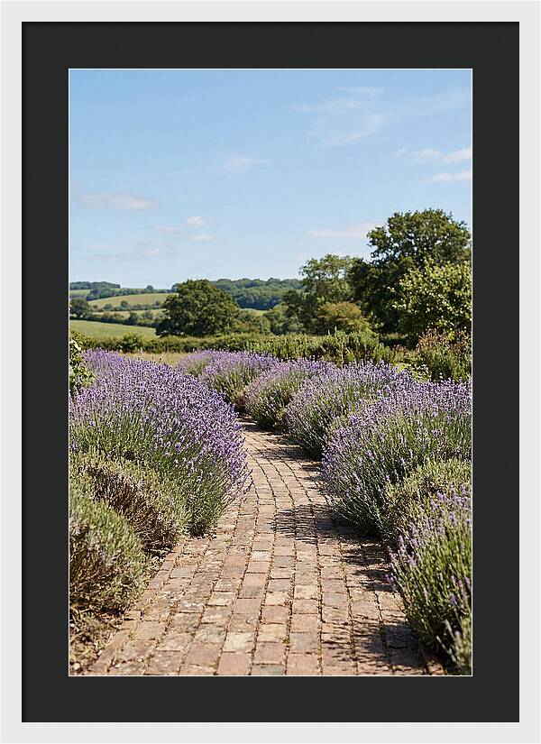 Brick Garden Path Lined With Lavender