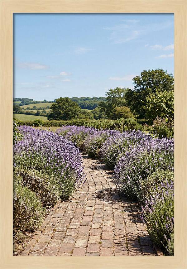 Brick Garden Path Lined With Lavender