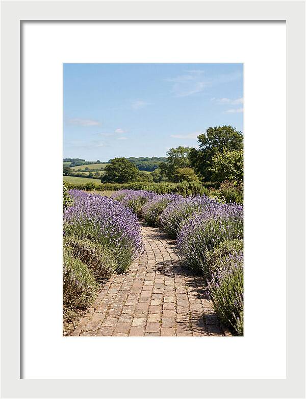Brick Garden Path Lined With Lavender