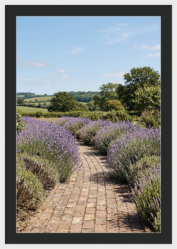 Brick Garden Path Lined With Lavender
