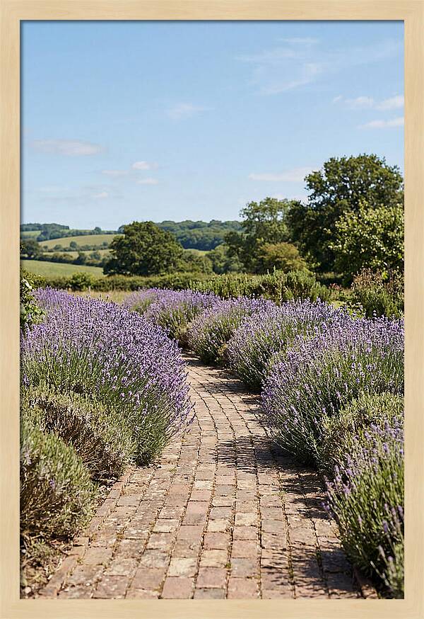 Brick Garden Path Lined With Lavender