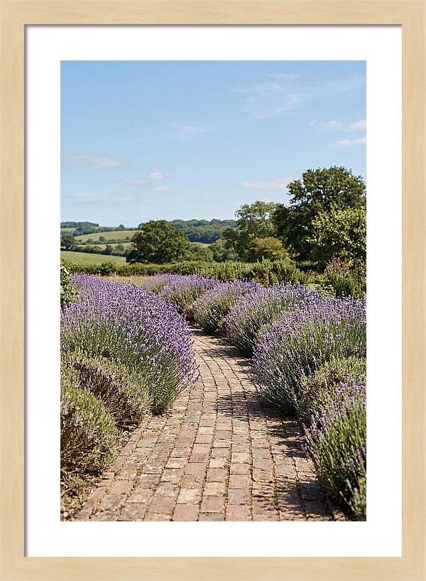 Brick Garden Path Lined With Lavender