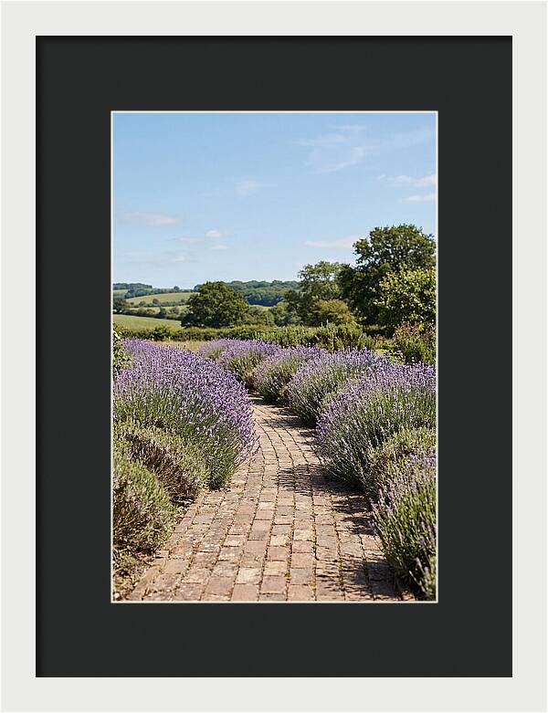 Brick Garden Path Lined With Lavender