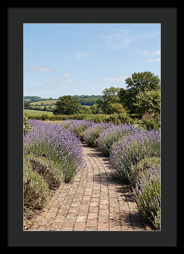 Brick Garden Path Lined With Lavender
