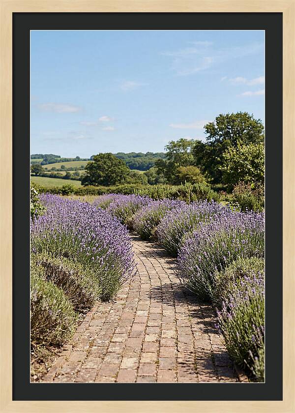 Brick Garden Path Lined With Lavender