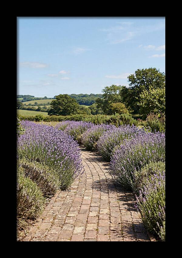 Brick Garden Path Lined With Lavender
