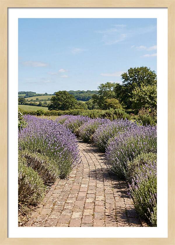 Brick Garden Path Lined With Lavender