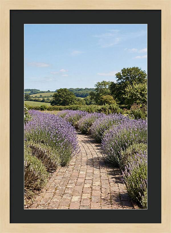 Brick Garden Path Lined With Lavender