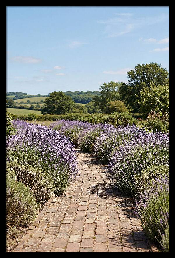 Brick Garden Path Lined With Lavender