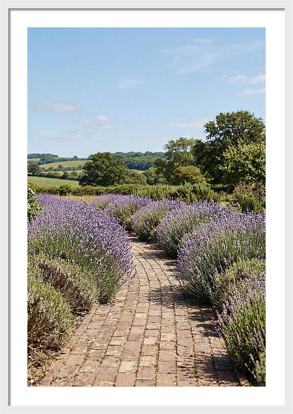 Brick Garden Path Lined With Lavender