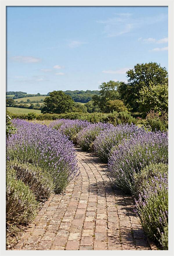 Brick Garden Path Lined With Lavender