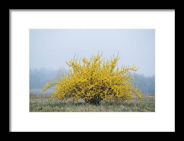 Brilliant Forsythia Bloom